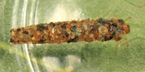 Lepidostoma sommermanae - photo 2