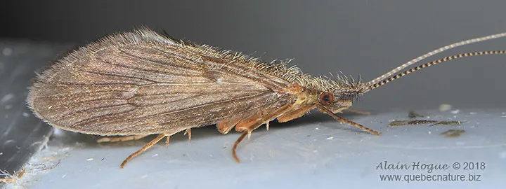 Lepidostoma stigma - photo 3