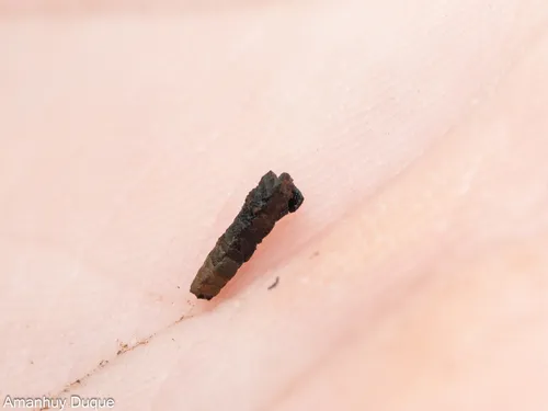 Lepidostoma tenerifensis
