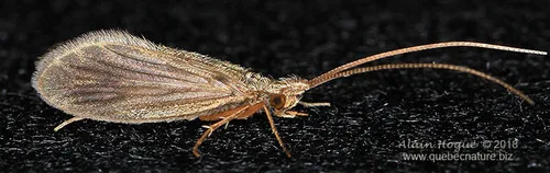 Lepidostoma togatum