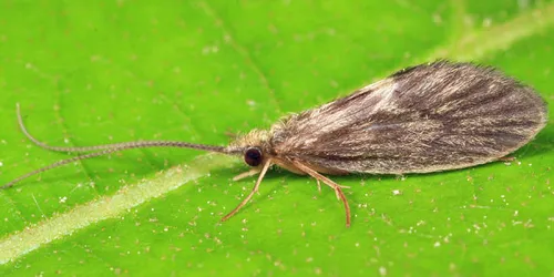 Lepidostoma vernale - photo 2