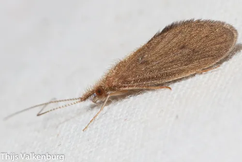 Bizarre Caddisflies - photo 2