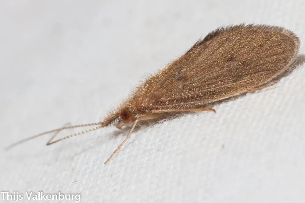 Bizarre Caddisflies - photo 3