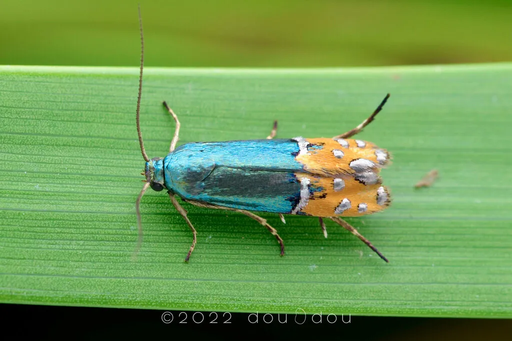 Lepidotarphius perornatella - Hodges#2346.5 - photo 2