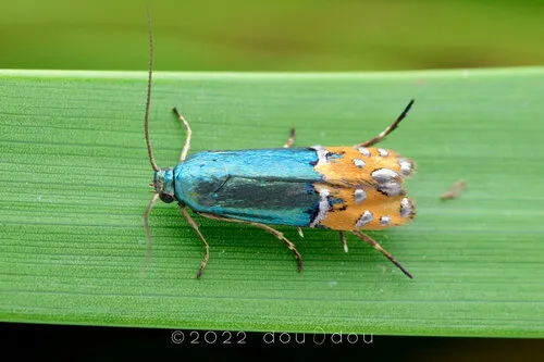 Lepidotarphius perornatella - Hodges#2346.5 - photo 3