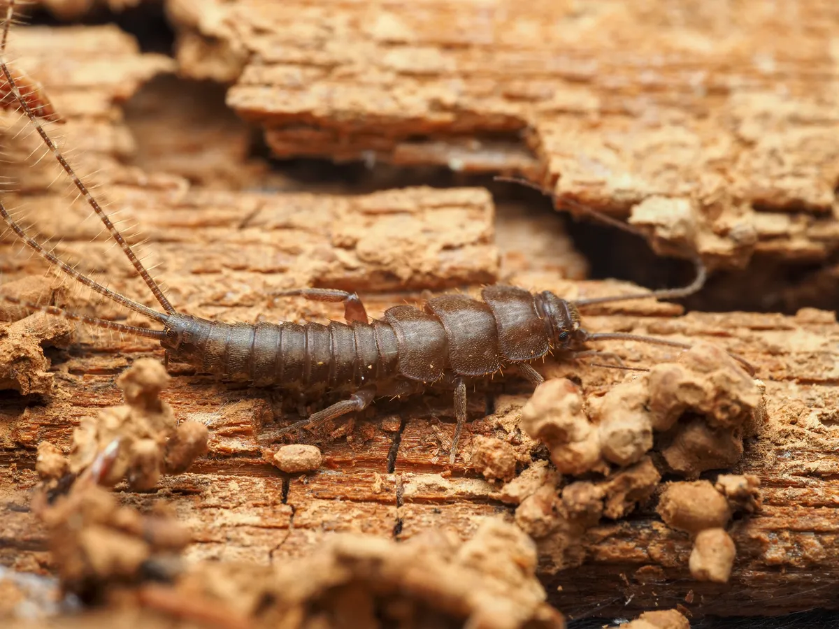 Lepidotrichidae - photo 3