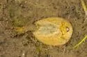Vernal Pool Tadpole Shrimp