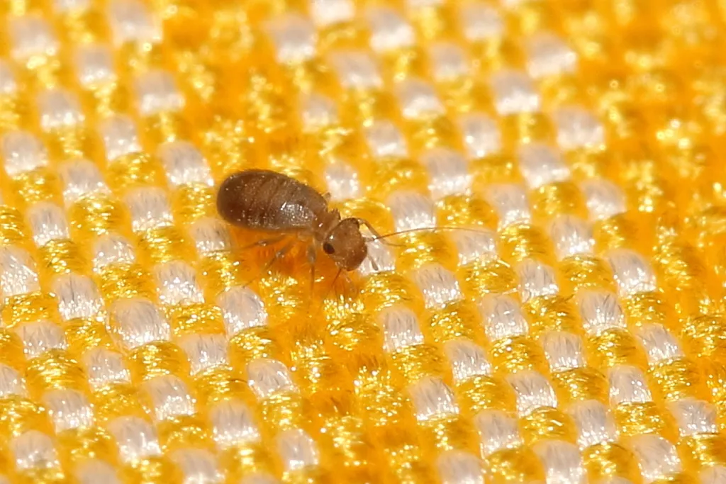 Lepinotus inquilinus