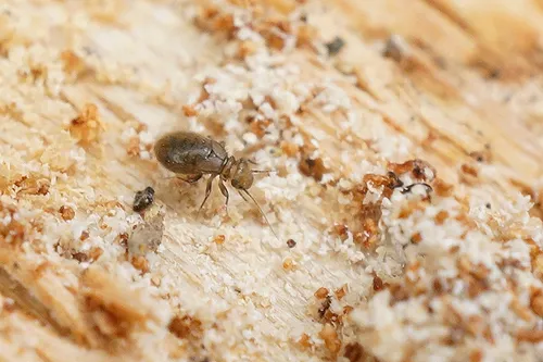 Granary Book Louse