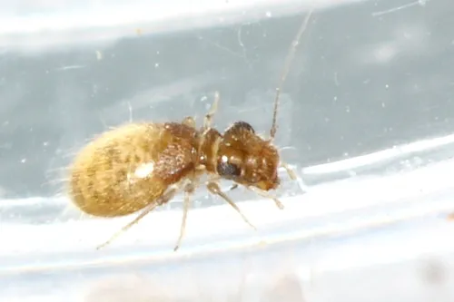 Reticulate-winged Trogiid - photo 3