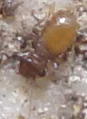 Reticulate-winged Trogiid - photo 4