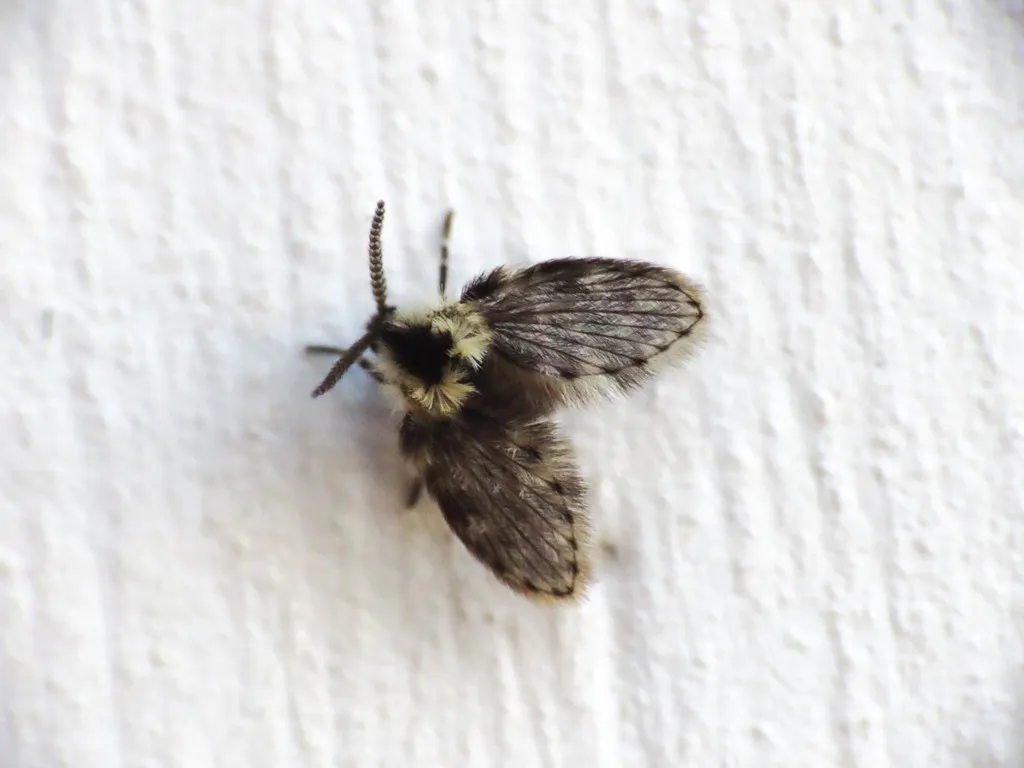 Lepiseodina latipennis - photo 2