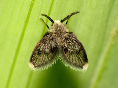 Lepiseodina superba - photo 3