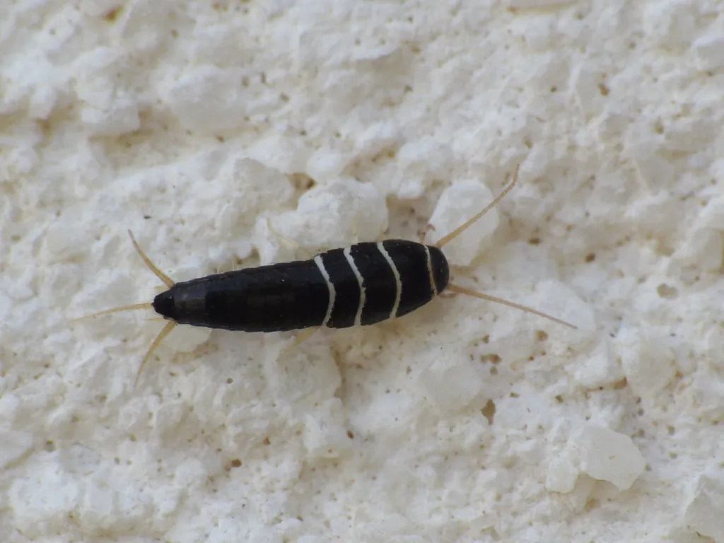 Lepisma baeticum - photo 2