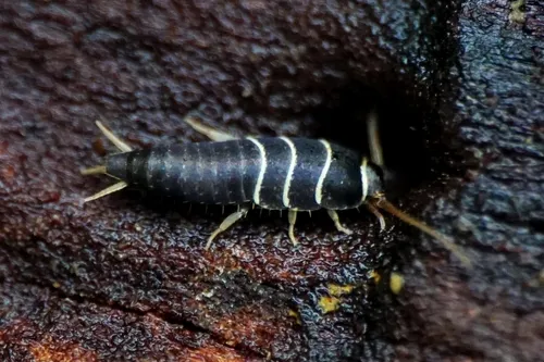 Lepisma chlorosoma