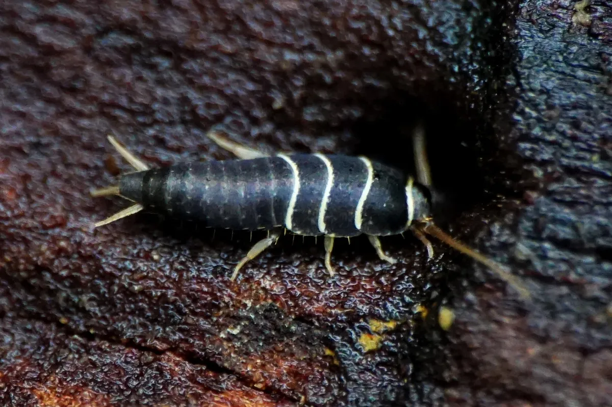 Lepisma chlorosoma - photo 2