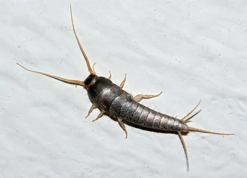 Common Silverfish - photo 2
