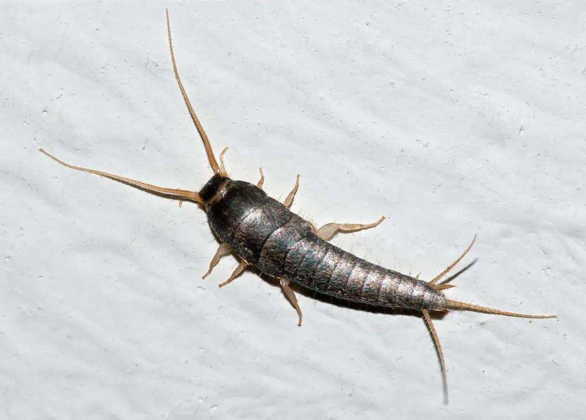 Common Silverfish - photo 3