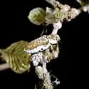 Lepismadora algodones - Lepismadora algodones