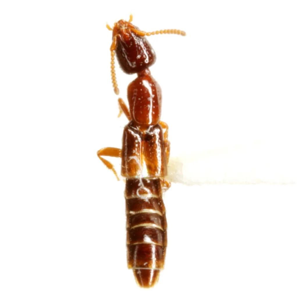 Lepitacnus pallidulus - photo 2