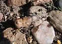 Saussure's Blue-winged Grasshopper