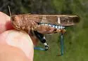 Saussure's Blue-winged Grasshopper - photo 2