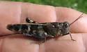 Saussure's Blue-winged Grasshopper - photo 3