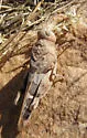 Saussure's Blue-winged Grasshopper - photo 4