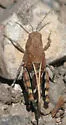 Saussure's Blue-winged Grasshopper - photo 5