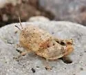 Wheeler's Blue-winged Grasshopper - photo 3