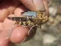 Wheeler's Blue-winged Grasshopper - photo 4