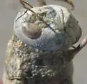 Wheeler's Blue-winged Grasshopper - photo 5