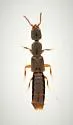 Leptacinus intermedius - photo 3