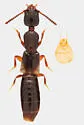 Leptacinus intermedius - photo 5