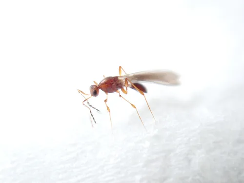 Leptacis longiclava