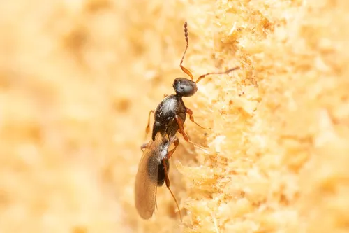 Leptacis nydia