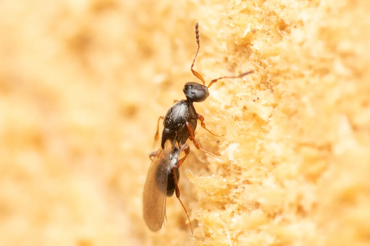Leptacis nydia - photo 3
