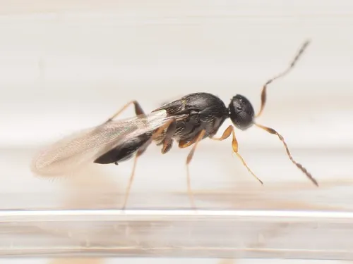 Leptacis tipulae