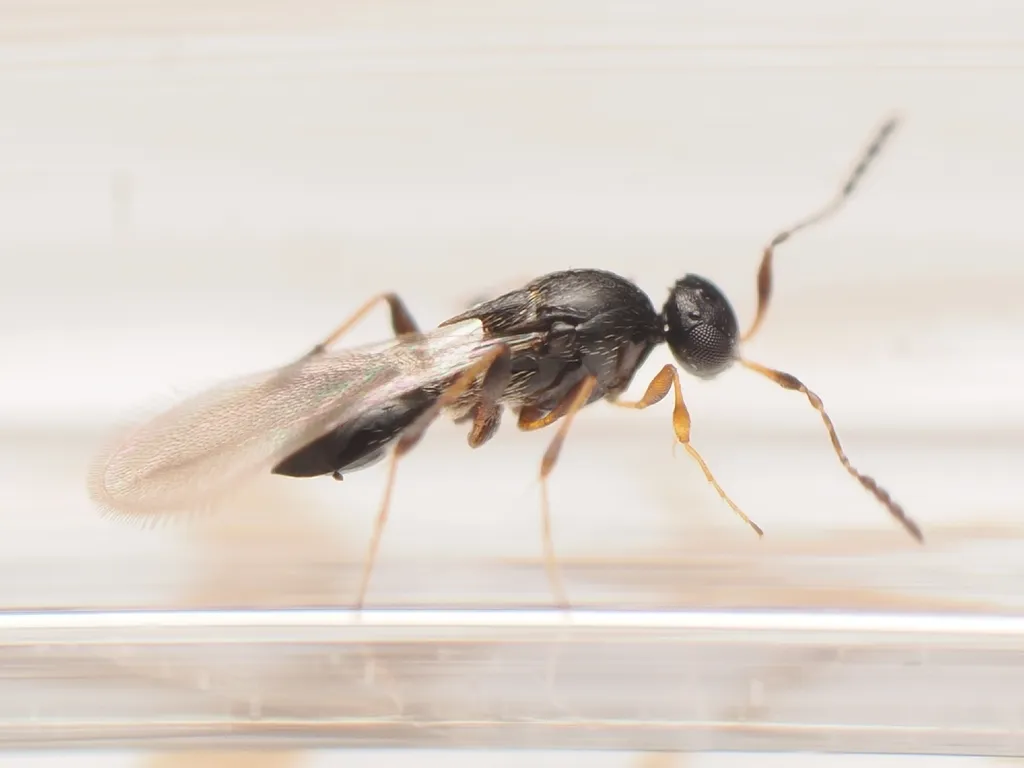Leptacis tipulae - photo 2