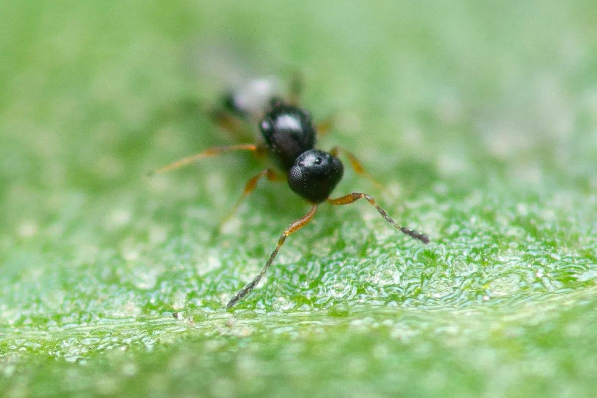 Leptacis vlugi - photo 2