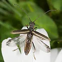 Leptalia macilenta - Leptalia macilenta