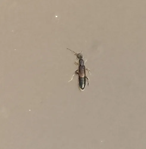 Leptanthicus staphyliniformis - Leptanthicus staphyliniformis