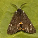 Leptarctia californiae - Hodges#8126 - photo 4