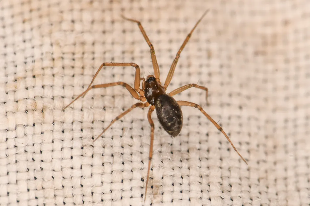 Lepthyphantes alpinus - photo 2
