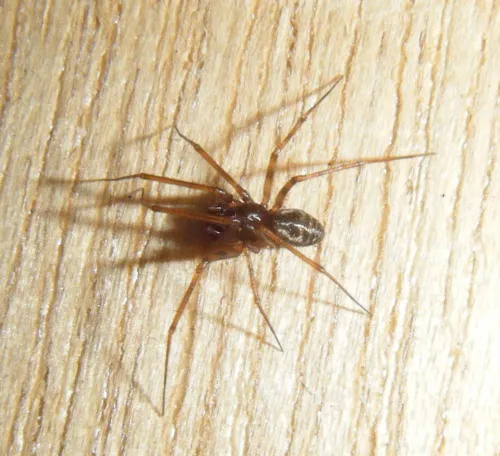 Lepthyphantes leprosus