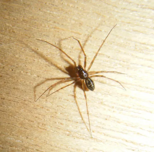 Lepthyphantes leprosus - photo 2