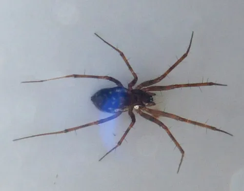 Lepthyphantes leprosus - photo 3