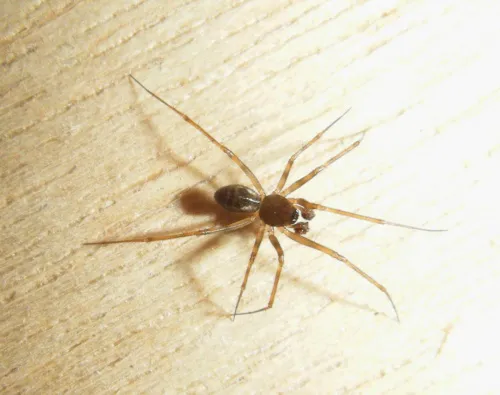 Lepthyphantes leprosus - photo 4