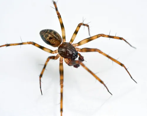 Lepthyphantes minutus