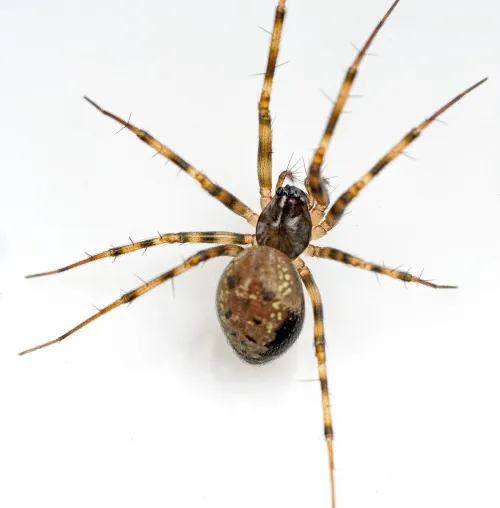 Lepthyphantes minutus - photo 2